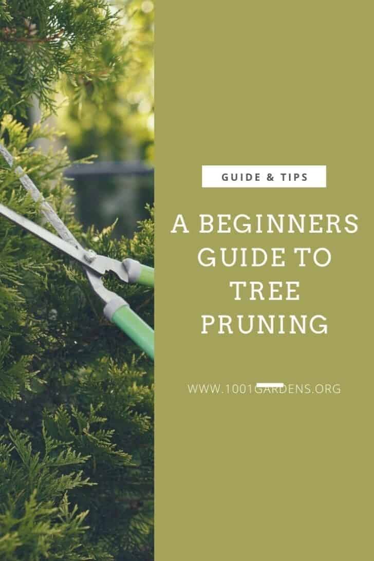 A Beginners Guide to Tree Pruning 7 - Flowers & Plants